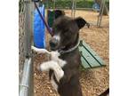 Adopt Lincoln a Black Terrier (Unknown Type, Medium) dog in SAINT AUGUSTINE, FL