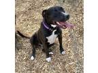 Adopt Ziggy a Black Labrador Retriever dog in SAINT AUGUSTINE, FL, FL (41098255)