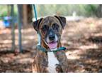 Adopt Ruby a Brindle Boxer dog in SAINT AUGUSTINE, FL, FL (40664779)