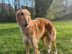 Adopt Zia a Red/Golden/Orange/Chestnut - with White Borzoi / Mixed dog in