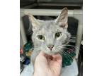 Adopt Pawl a Gray or Blue Domestic Shorthair / Mixed Breed (Medium) / Mixed