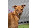 Adopt Rico (Juan) (Cocoa Adoption Center) a Tan/Yellow/Fawn Hound (Unknown Type)