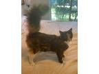 Adopt Ginny a Calico or Dilute Calico Calico (medium coat) cat in Sugar Land