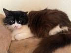 Adopt Elizabeth Taylor a Black & White or Tuxedo Ragdoll (long coat) cat in