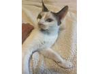 Adopt Allie a Cream or Ivory (Mostly) Snowshoe (short coat) cat in Sugar Land
