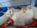 Adopt Snow a Domestic Longhair / Mixed (short coat) cat in Meriden