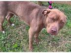 Adopt Champ a American Staffordshire Terrier / Mixed dog in Wauchula