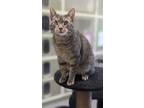 Adopt Darrell a Domestic Shorthair / Mixed (short coat) cat in Prairie du Chien