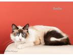 Adopt Emilio Estevez a Snowshoe / Mixed (long coat) cat in San Jacinto