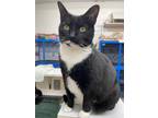 Adopt Nyxie a Domestic Shorthair / Mixed (short coat) cat in Bourbonnais