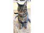 Adopt Fern a Domestic Shorthair / Mixed (short coat) cat in Tiffin