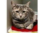 Adopt Tabitha a Domestic Shorthair / Mixed (short coat) cat in Tiffin