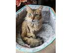 Adopt Snickerdoodle a Domestic Longhair / Mixed cat in San Antonio