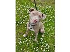 Adopt Noah a American Staffordshire Terrier dog in Eugene, OR (40673940)
