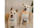 Adopt Maleficent a White Shiba Inu / Jindo dog in New York, NY (39039442)