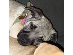 Adopt Betty a Pug / Shepherd (Unknown Type) dog in Encinitas, CA (41207102)
