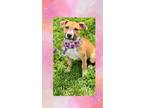 Adopt Candy a Tan/Yellow/Fawn - with White Boxer / Pit Bull Terrier dog in
