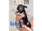 Adopt Echo a Gray/Silver/Salt & Pepper - with Black Labrador Retriever /
