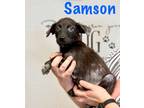 Adopt Samson a Black - with White Labrador Retriever / Australian Kelpie dog in