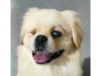 Adopt FIFER (Mid-East) yo a Pekingese dog in Langley, BC (41210954)