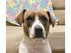 Adopt CORA (Texas) KY a White - with Brown or Chocolate Beagle dog in Langley