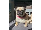 Adopt Keli a Tan/Yellow/Fawn - with Black Pug / Mixed dog in Escondido