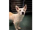 Adopt Biscuit a Mixed Breed (Medium) / Mixed dog in Jonesboro, AR (41210844)
