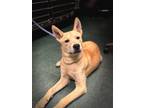 Adopt Foxxy a Mixed Breed (Medium) / Mixed dog in Jonesboro, AR (41210843)