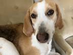 Adopt Moonpie a Tricolor (Tan/Brown & Black & White) Foxhound / Mixed dog in