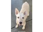 Adopt Cody a Tan/Yellow/Fawn - with White Australian Cattle Dog / Mixed dog in