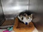 Adopt Perchance a Domestic Shorthair / Mixed (short coat) cat in Portsmouth