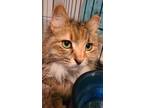 Adopt Martie a Calico or Dilute Calico Domestic Mediumhair (medium coat) cat in