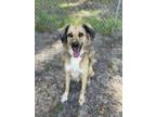 Adopt Nahla a Tricolor (Tan/Brown & Black & White) Saluki / Mixed dog in Plant