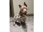 Adopt Sage a Tan/Yellow/Fawn - with White American Staffordshire Terrier / Mixed
