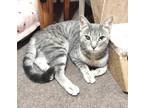 Adopt Daisy a Gray, Blue or Silver Tabby Domestic Shorthair (short coat) cat in