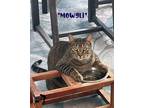 Adopt Mowgli a Brown Tabby Domestic Shorthair (short coat) cat in Centerville