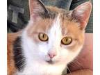 Adopt Gigi a Calico or Dilute Calico Domestic Shorthair (short coat) cat in