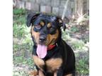 Adopt KarmaR a Black - with Tan, Yellow or Fawn Rottweiler / Corgi / Mixed dog