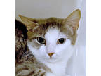 Adopt Inez a Gray or Blue Domestic Mediumhair / Domestic Shorthair / Mixed cat