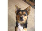 Adopt Coyote a Black - with Tan, Yellow or Fawn Schipperke / Miniature Pinscher