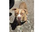 Adopt Archie a Tan/Yellow/Fawn Pit Bull Terrier / Mixed dog in Cutler Bay