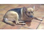 Adopt Gina a Tan/Yellow/Fawn - with Black German Shepherd Dog / Mixed dog in