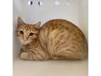 Adopt Romy a Orange or Red Domestic Shorthair / Mixed Breed (Medium) / Mixed