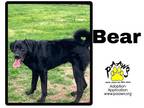 Adopt Bear a Black Labrador Retriever / Mixed Breed (Medium) / Mixed (short