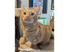 Adopt Finnegan a Orange or Red Tabby Domestic Shorthair (short coat) cat in