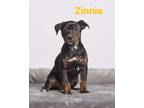 Adopt Zinnia a Black - with White Pit Bull Terrier / Terrier (Unknown Type