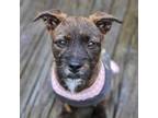 Adopt Violet a Black - with White Pit Bull Terrier / Terrier (Unknown Type