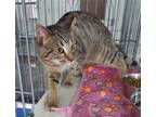 Adopt Tito a Brown Tabby American Shorthair / Mixed (short coat) cat in Naples
