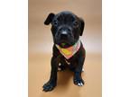 Adopt Kimi a Black Mixed Breed (Large) / Mixed dog in Phenix City, AL (41209724)