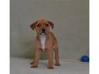 Adopt DOMINIC a Tan/Yellow/Fawn Labrador Retriever / Mixed dog in Oroville